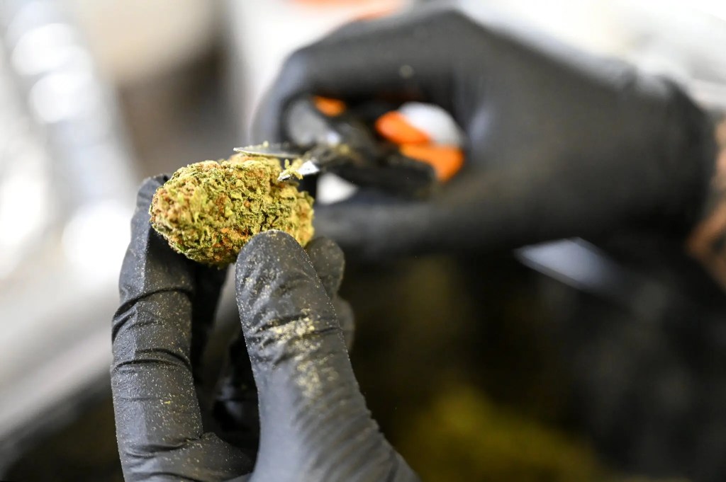 Federal Scientists Recommend Easing Restrictions on&nbsp;Marijuana