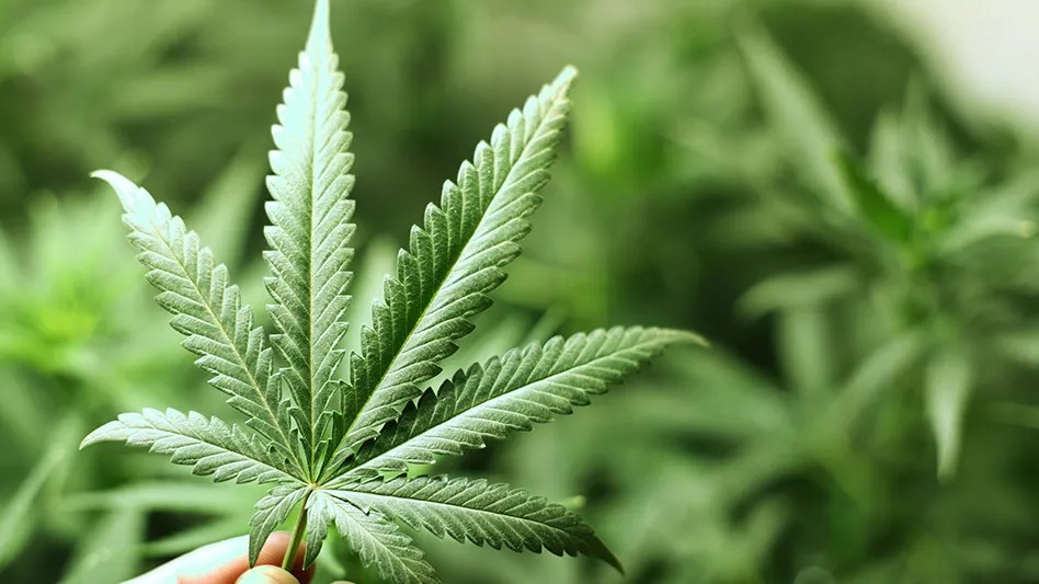 DEA, Attorney General Miss Deadline to Respond to 12 US Senators on Cannabis&nbsp;Rescheduling