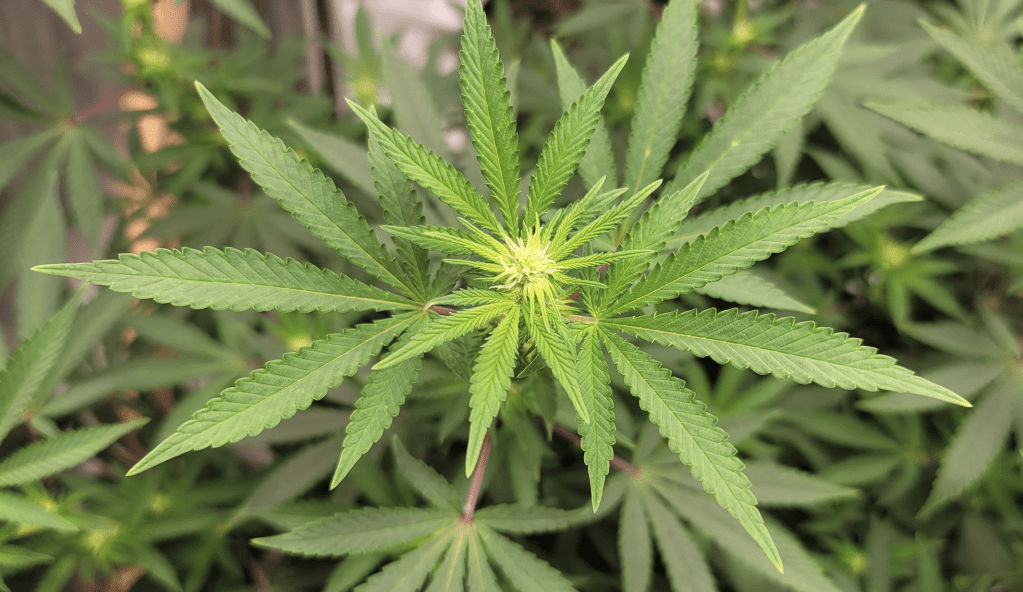 Feds Release Marijuana Documents, Confirming Schedule III Recommendation Based On ‘Accepted Medical&nbsp;Use’