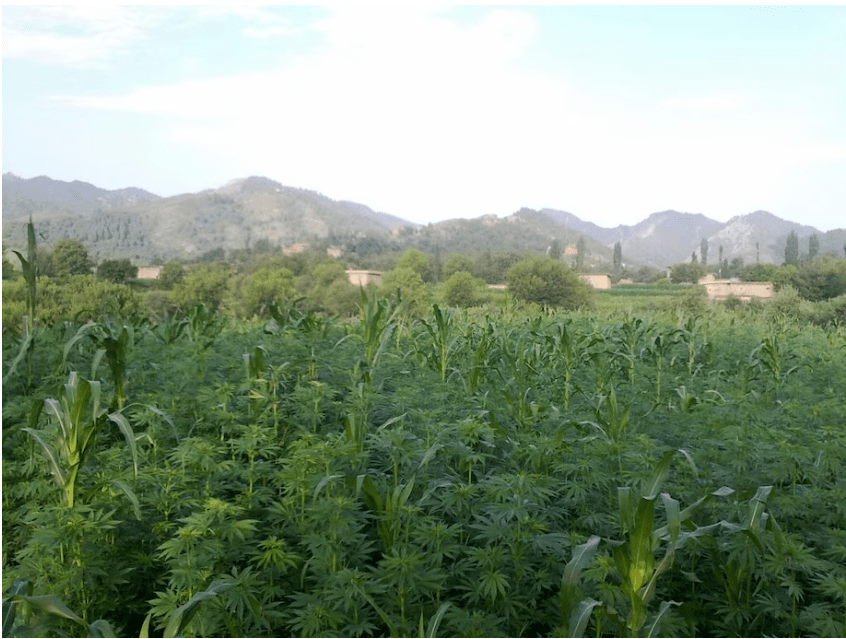 In the land of towering pot plants, Pakistani farmers brace for a&nbsp;buzz-kill