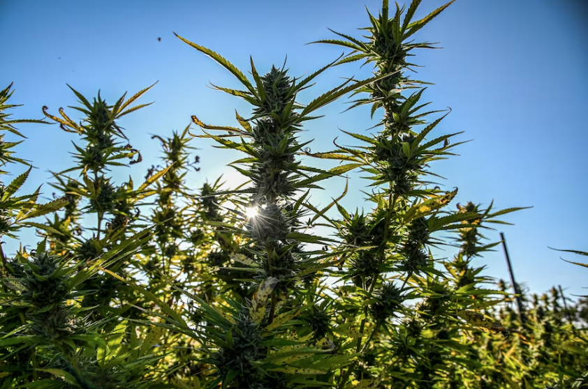 8 of 10 weed firms seeking equity licenses in Md. are minority- or&nbsp;woman-owned