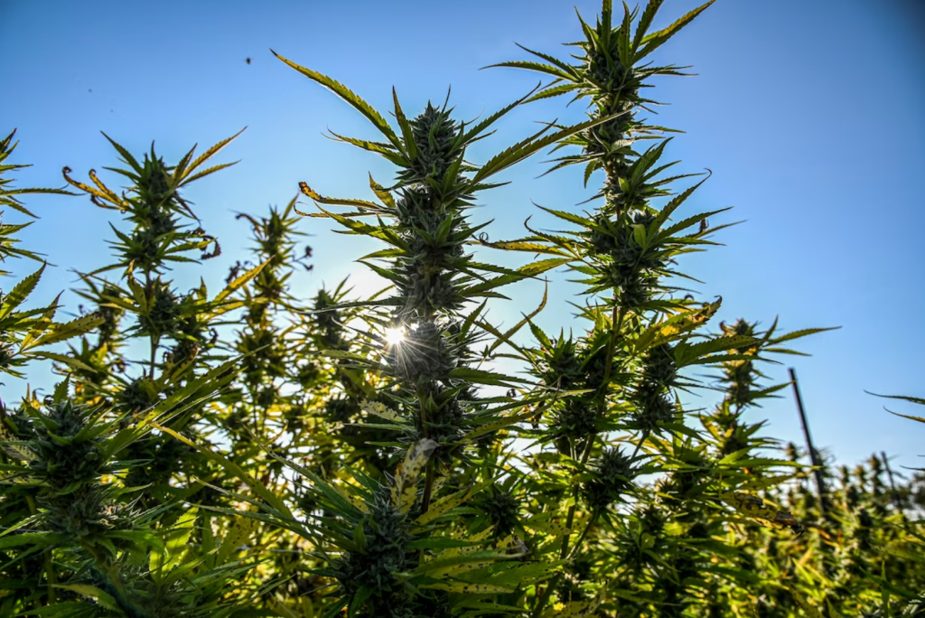 Pr. George’s board, split on dispensary zoning, opposes state weighing&nbsp;in