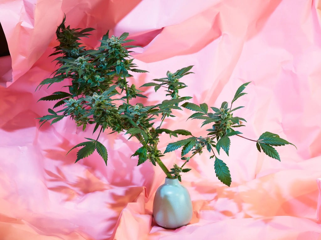 Legal Weed Is Coming. It’s Time to Come Up With Some&nbsp;Rules.