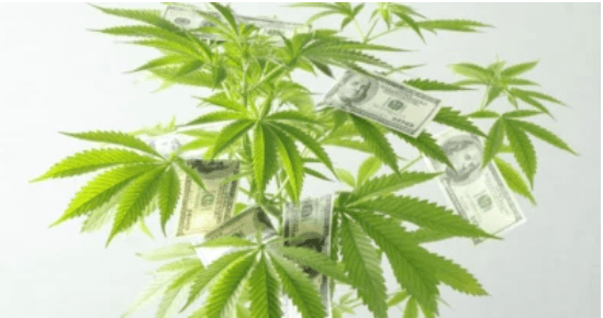 Marijuana REIT NewLake invests $16M in C3 Industries cultivation&nbsp;operation