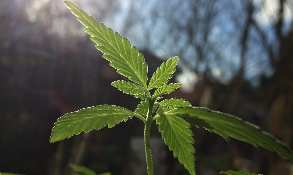 Growing Marijuana Outdoors ‘Can Be 50 Times Less Carbon-Emitting’ Than Indoor Cultivation, New Agricultural Study&nbsp;Finds
