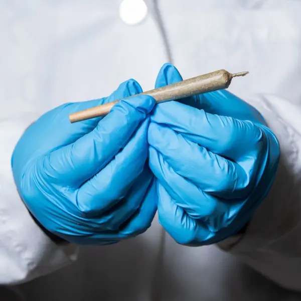 As Marijuana popularity grows, so does its&nbsp;harms