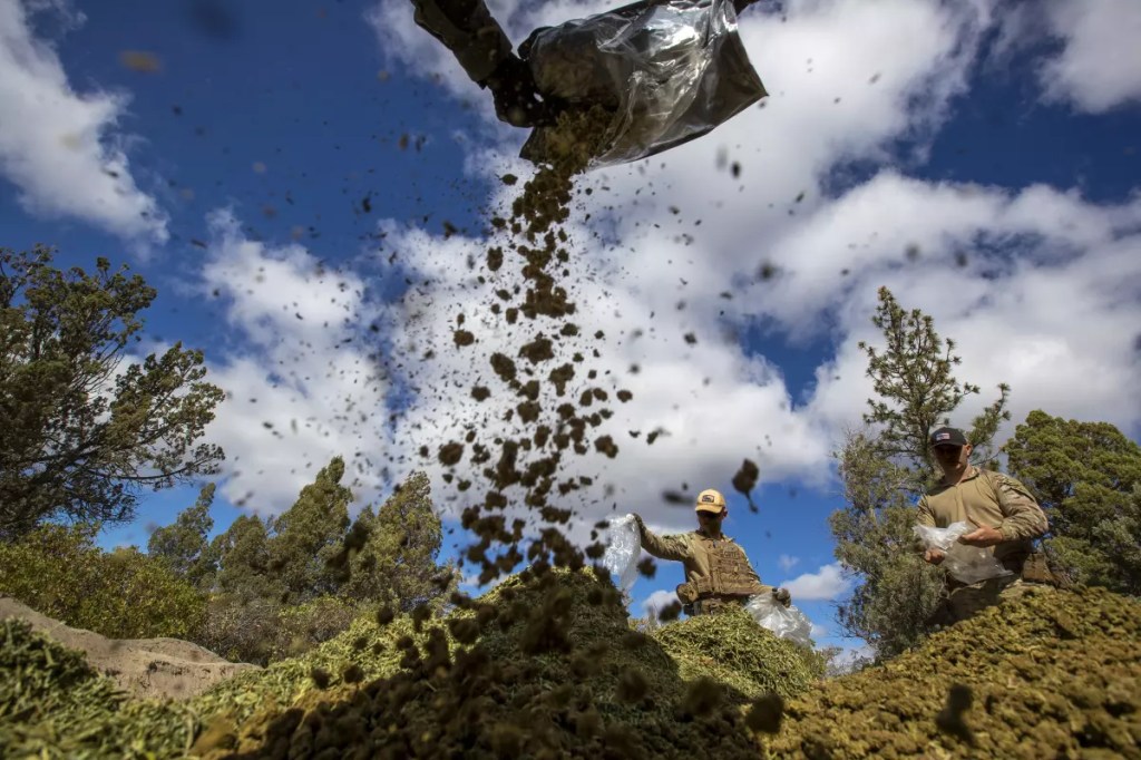 California hails $544 million in illegal weed seizures. But it’s just a drop in the&nbsp;bucket