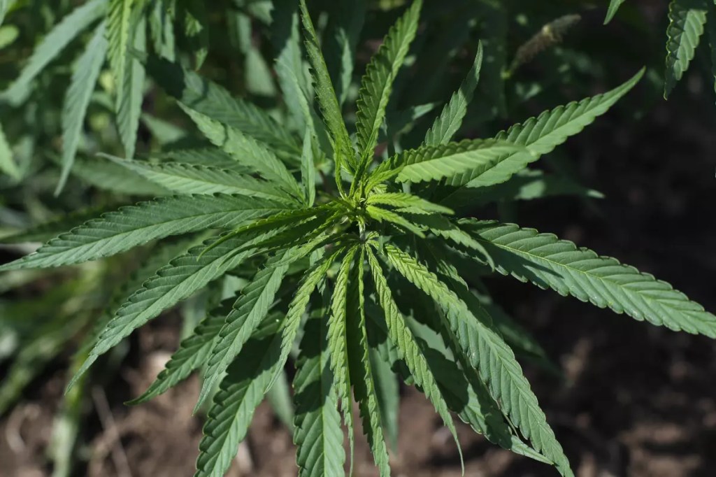 California’s ban on certain hemp products clears early legal&nbsp;challenge