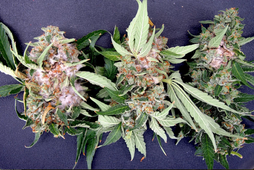 Opinion | Marijuana use is rising. The government needs to correct its&nbsp;mistake.