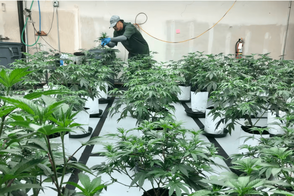 Marijuana Industry Could Stay in Limbo Under&nbsp;Trump