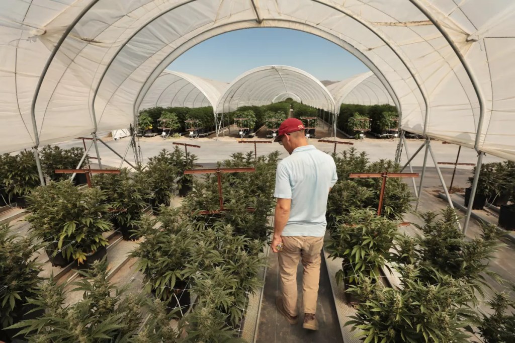 Contamination fears drive push to remake state cannabis&nbsp;agency