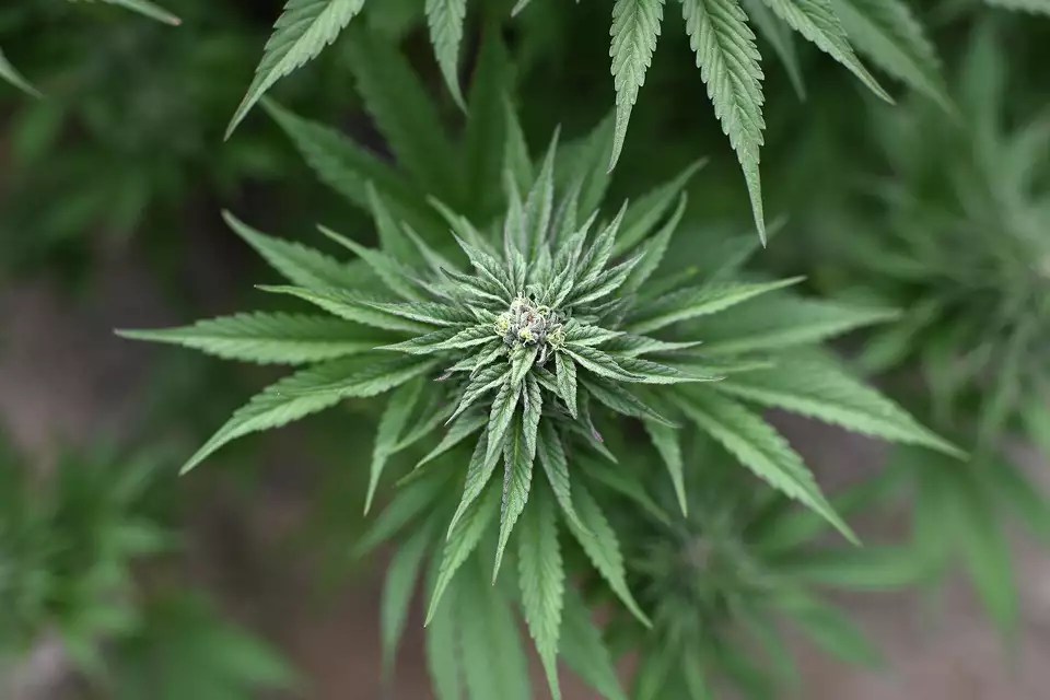 California cannabis company with 16 dispensaries, $100M in revenue&nbsp;collapses